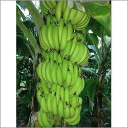 Fresh Fruit Banana