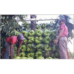 Green Banana