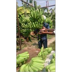 Unripe Banana
