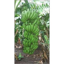 Indian Green Banana