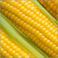 Makka Seeds