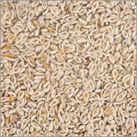 Isabgol Seeds