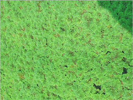 Azolla Plants