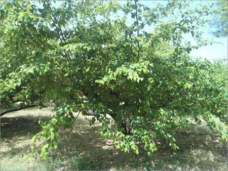 Nursery Plantation Services