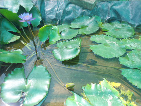 Lotus Plants