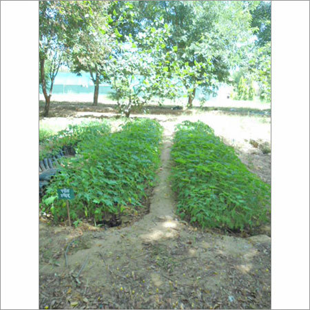 Flower Tree Plantation