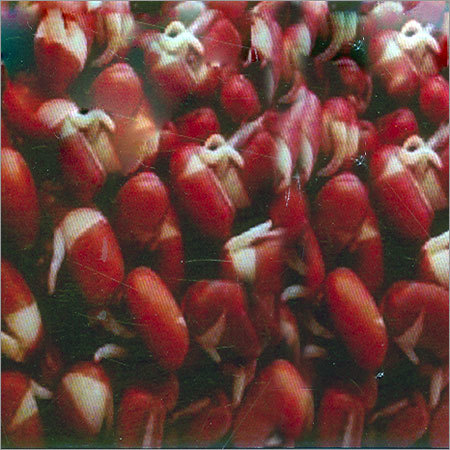 Organic Dried Sprouts Beans