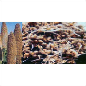 Organic Dried Sprouts Bajra