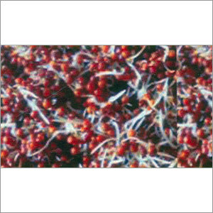 Organic Dried Sprouts Ragi