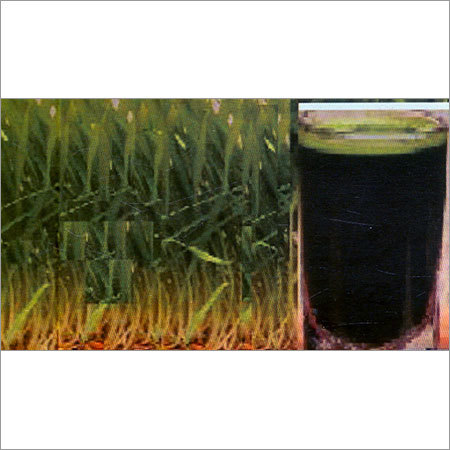 Wheat Grass For Juice