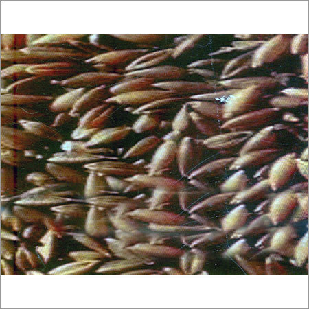 Bamboo Rice 