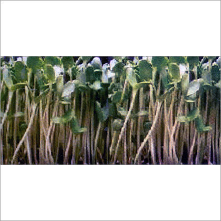 Organic Sunflower Seed Sprouts
