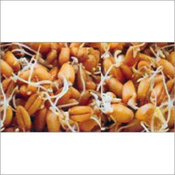 Organic Dried Sprouted Wheat