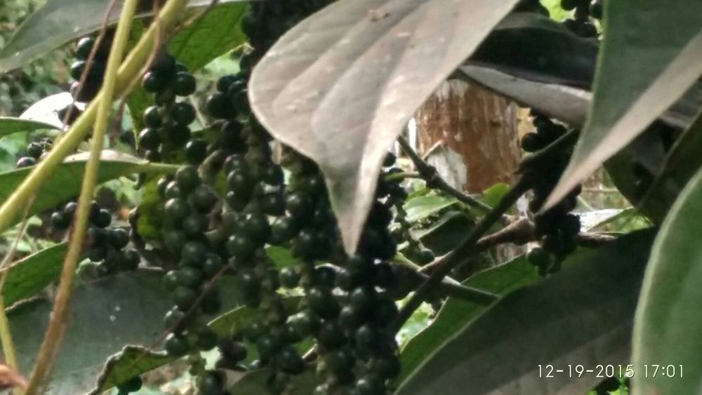 Natural Black Pepper Spices