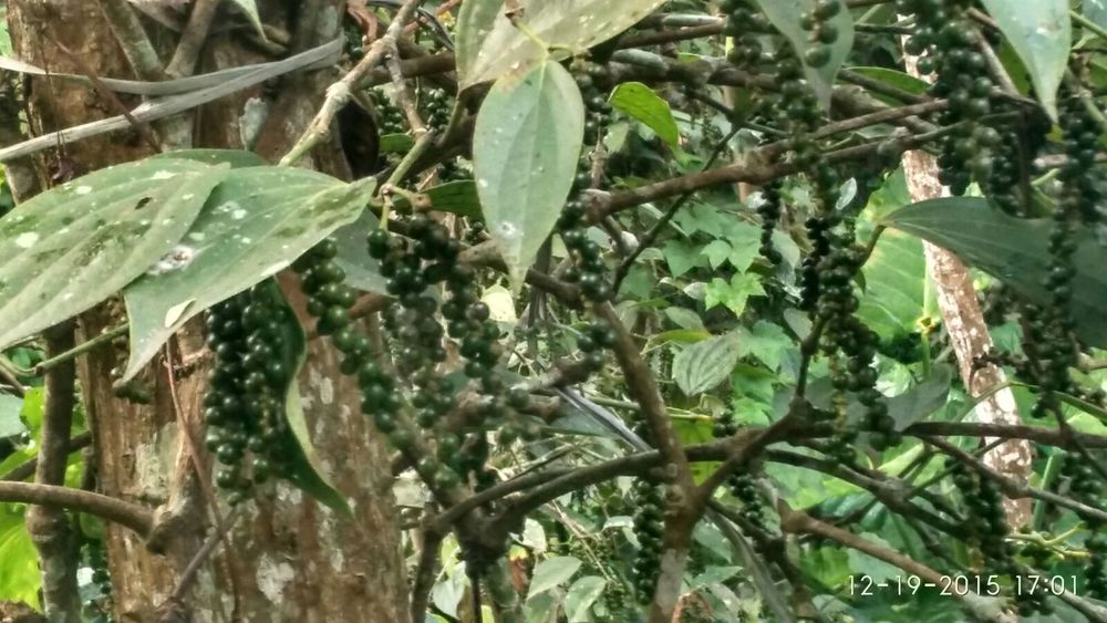 Flavoured Black Pepper