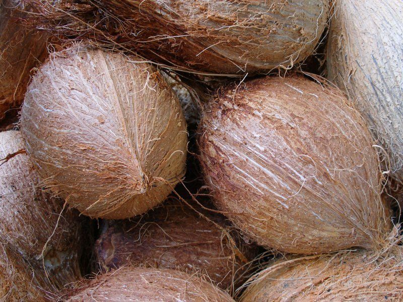 Brown Fresh Coconut