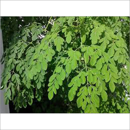 Moringa Leaf