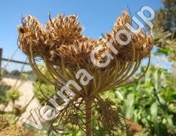 Carrot Seed Co2 Extract Oil