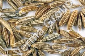 Cumin Seed Oil