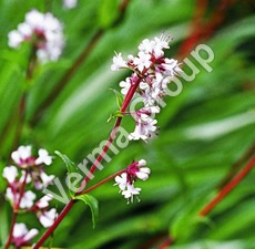 Therapeutic Grade Essential Oils