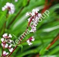 Therapeutic Spikenard Oil