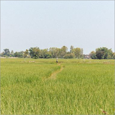 Raw Rice