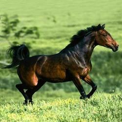 Premium Endurance Horse Feed