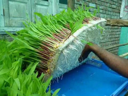 Fodder Mat