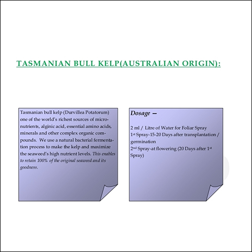 TASMANIAN BULL KELP