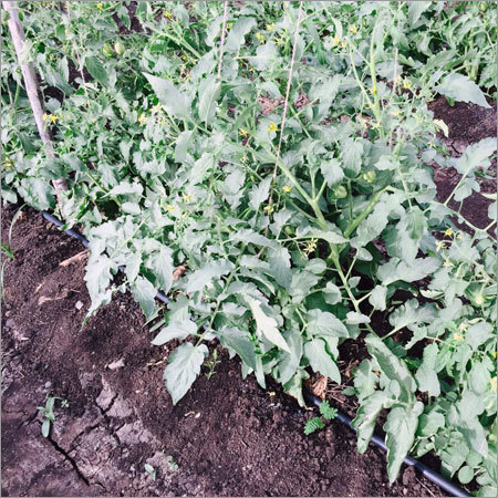 Organic Fertilizer