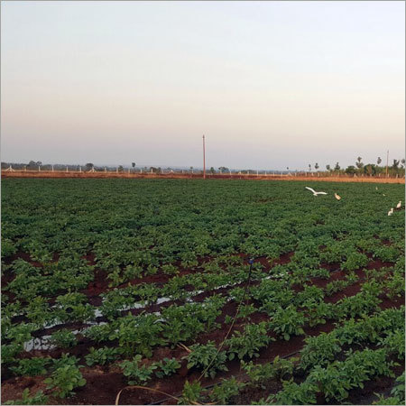Irrigation Works