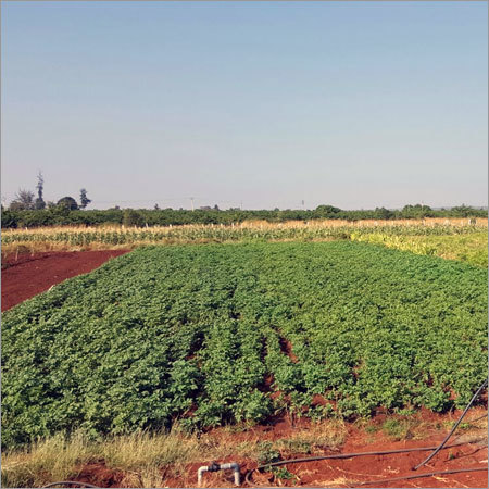 Drip Irrigation System Work