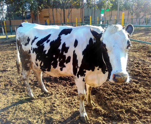 Livestock Supplies