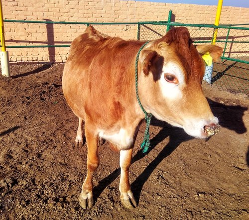 Jersey Cow Milk