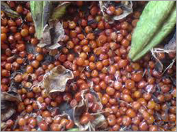 Gloriosa Superba Seeds