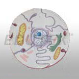 Animal Cell