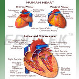Human Heart 