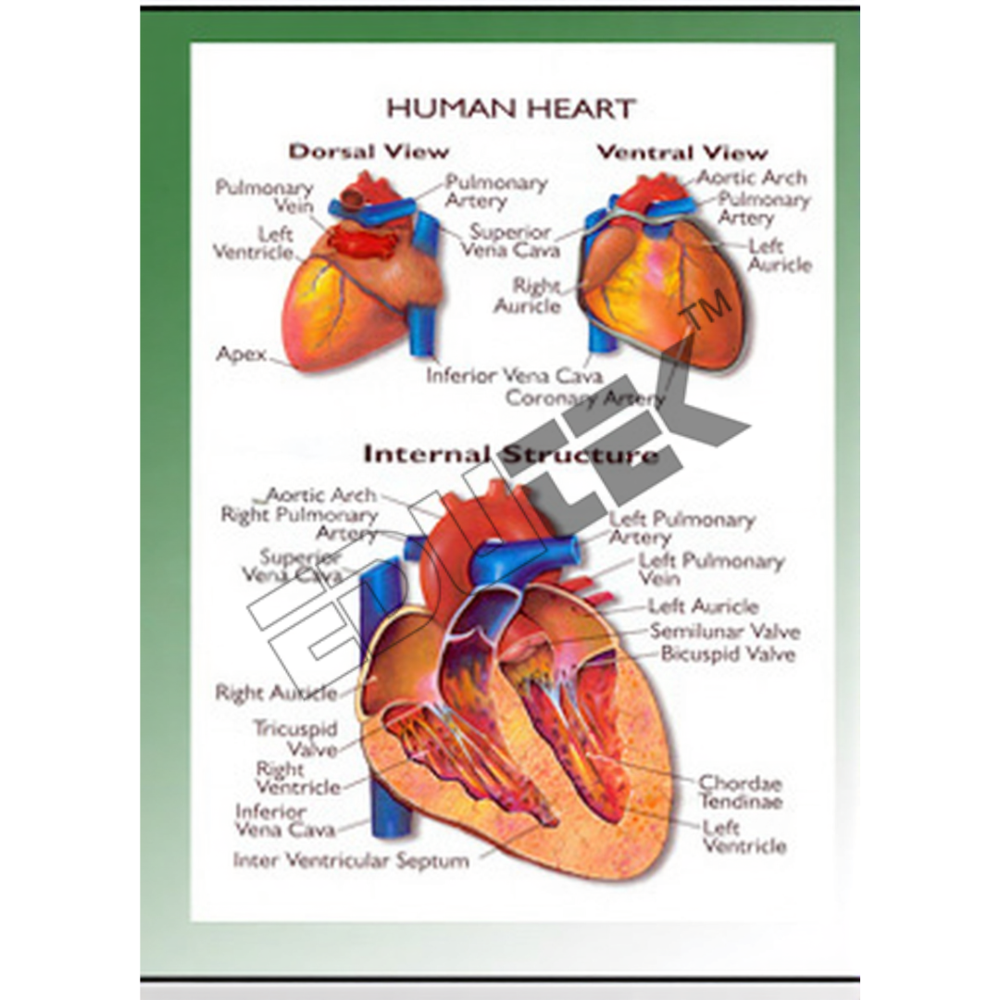 Human Heart