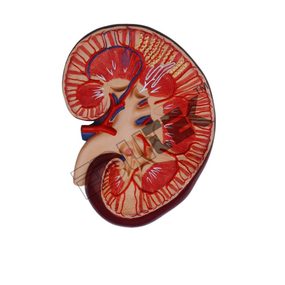 Human Kidney