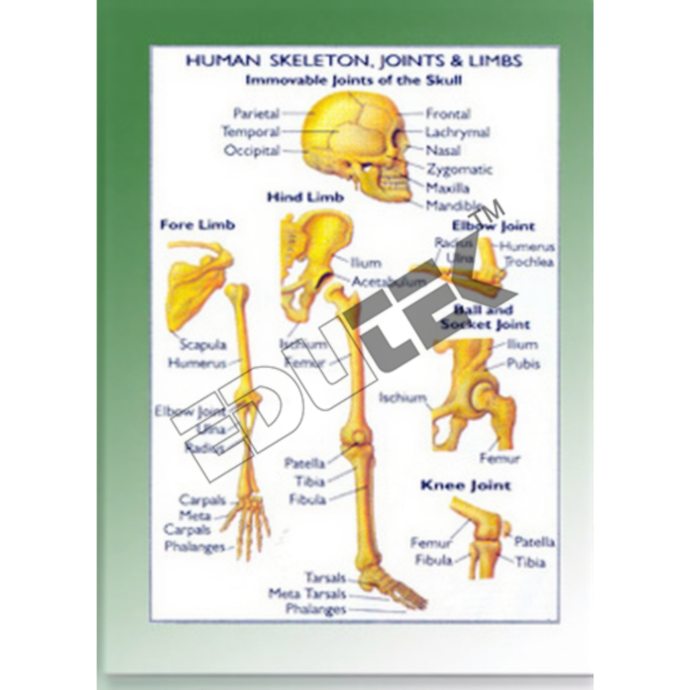 Human Skeleton Joints And Limbs