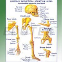 Human Skeleton Joints And Limbs 