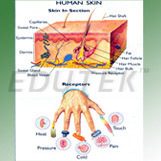 Human Skin 