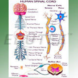 Human Spinal Cord