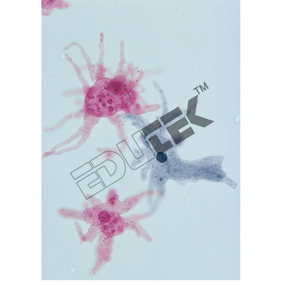 Slides Amoeba Proteus W M