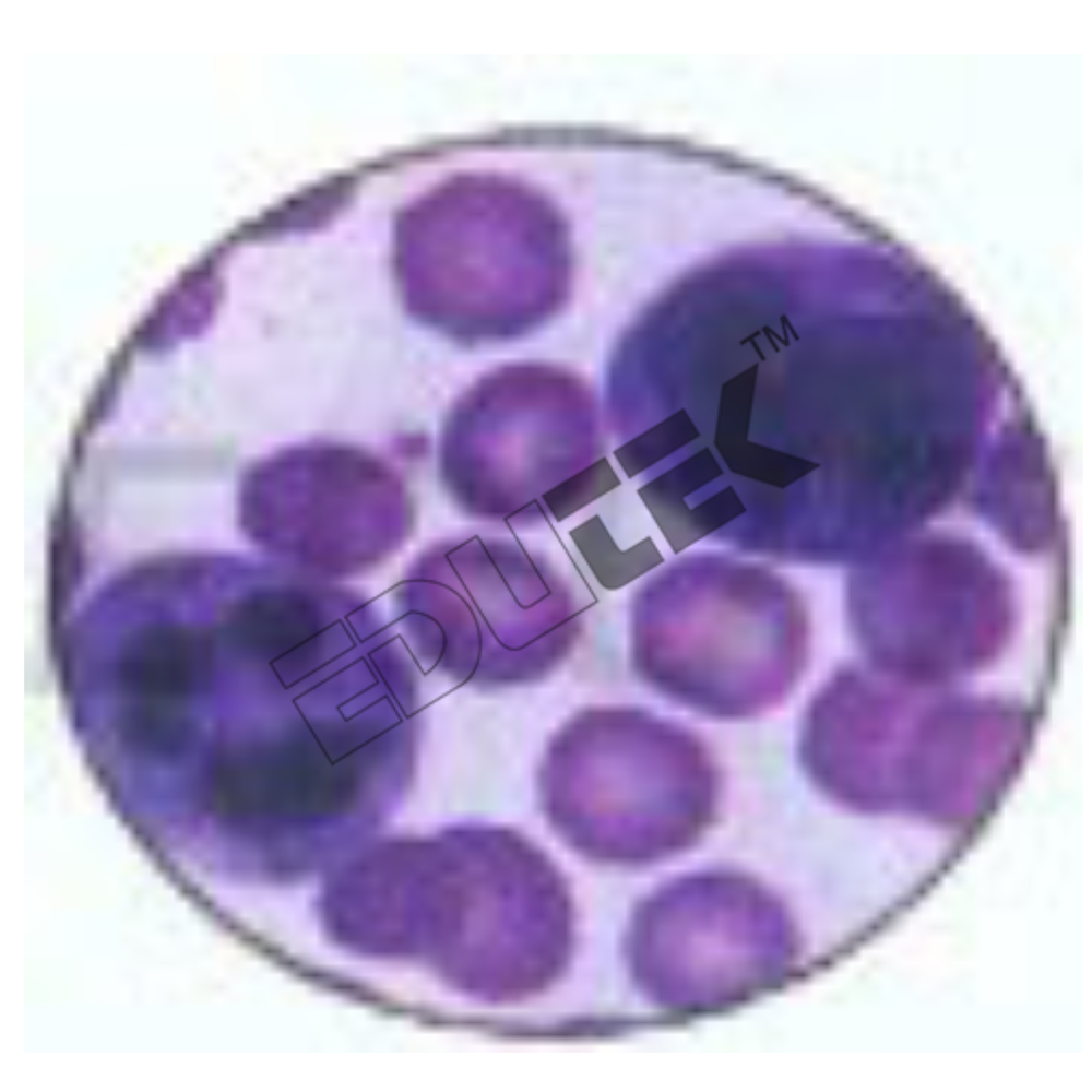 Slides Blood And Lymph Vessel Set