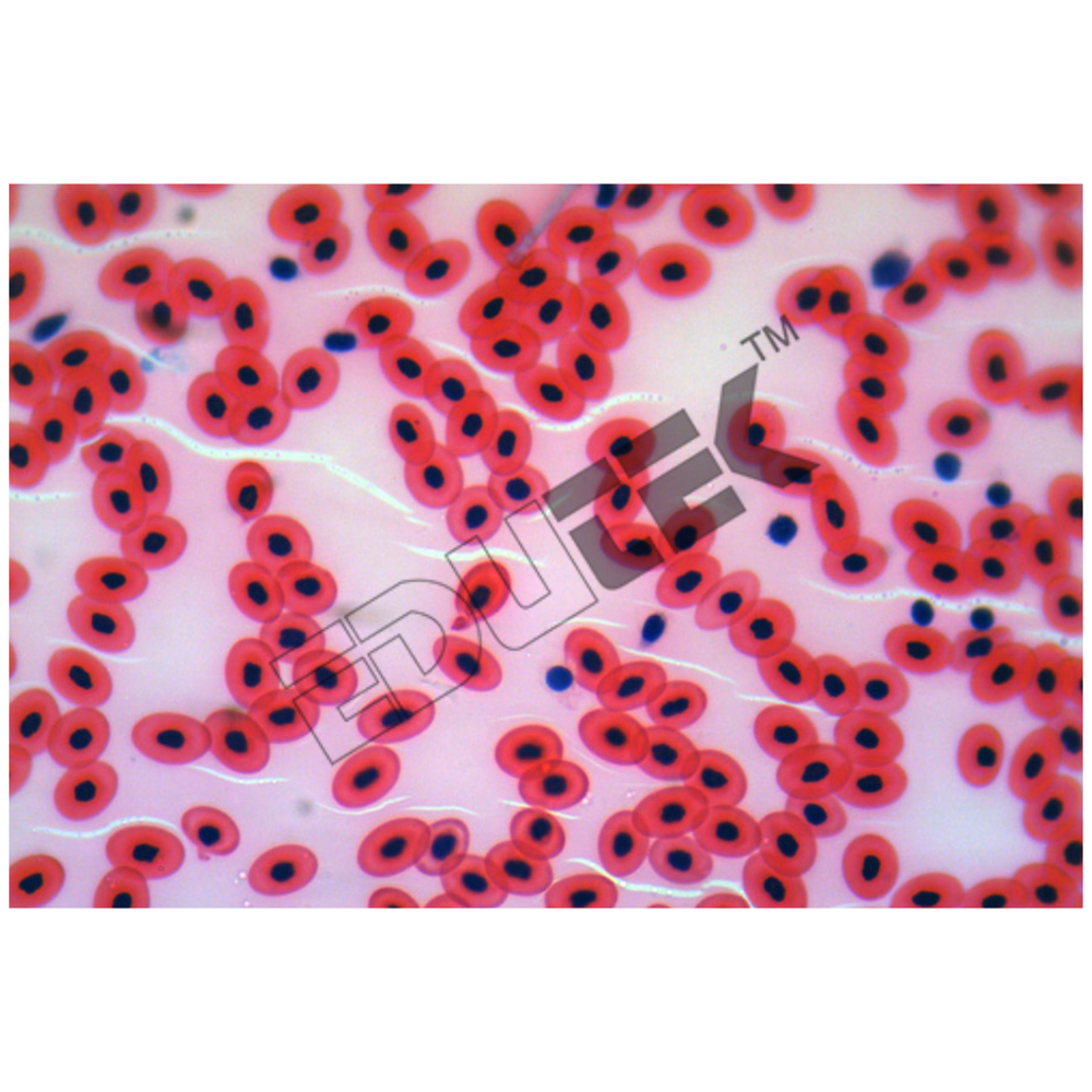 Slides Frog Blood Film Smear