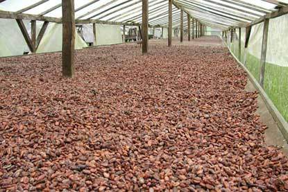 Cocoa Dry Beans