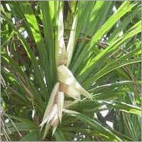 Kewra Attar - Steam Distilled Liquid Extract From Pandanus Odoratissimus | Eco-friendly, No Adulterants, Sweet Fragrance, Great For Health