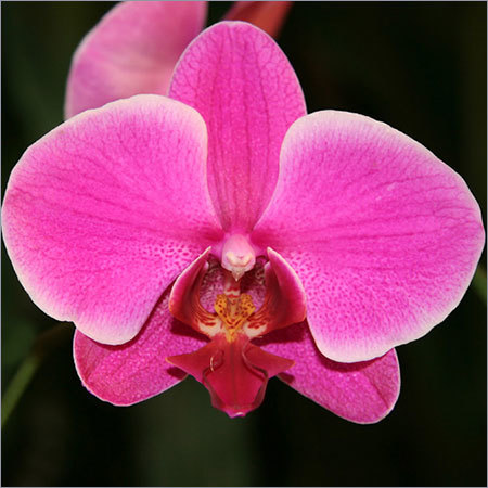 Orchid Flower - Fresh Variety, Purple, White, Green, Blue Colors | Fantastic Quality, Budget Friendly, Pleasant Aroma
