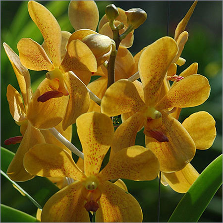 Mokara Orchids